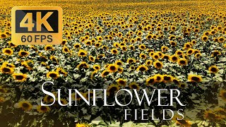 Beautiful Sunflower Fields - Shooting by drone