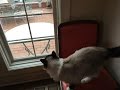 Window Bird Feeder for Cats: WooPet Bird Feeder Product Arrival and Installation Video - Floppycats Window Bird Feeder for Cats: WooPet Bird Feeder Product Arrival and Installation Video - Floppycats