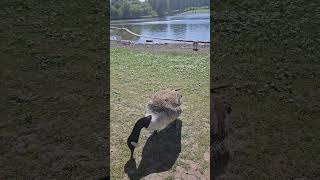 Verulamium Park St Albans