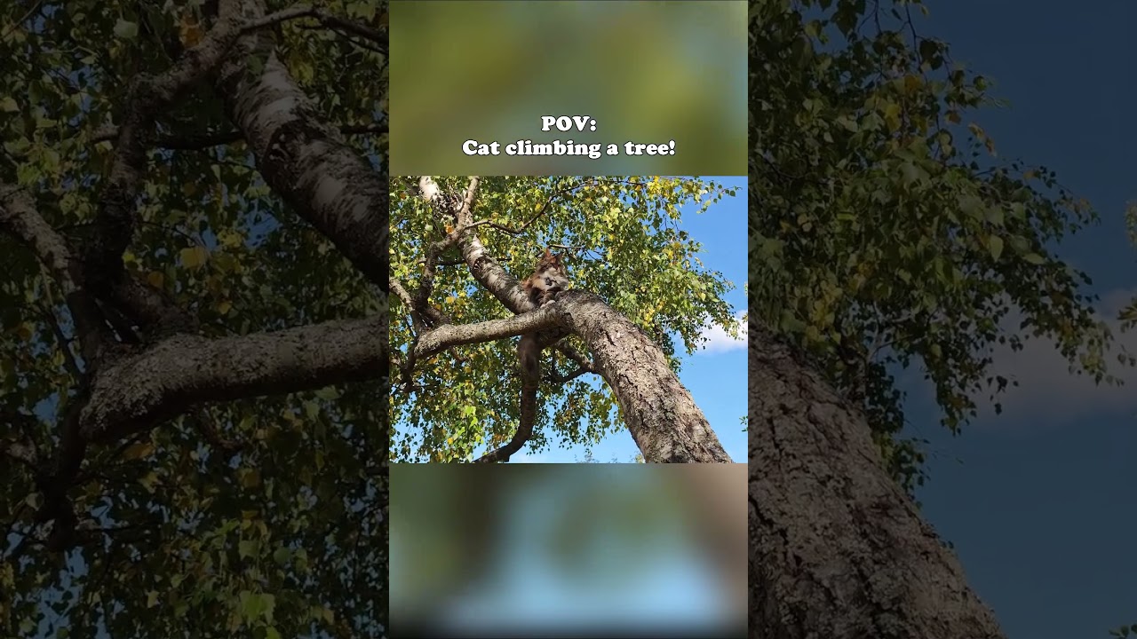 POV Cat Climbing a Tree #mainecoon #cat