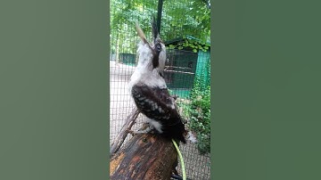 Thumbnail of Laughing kookaburra call