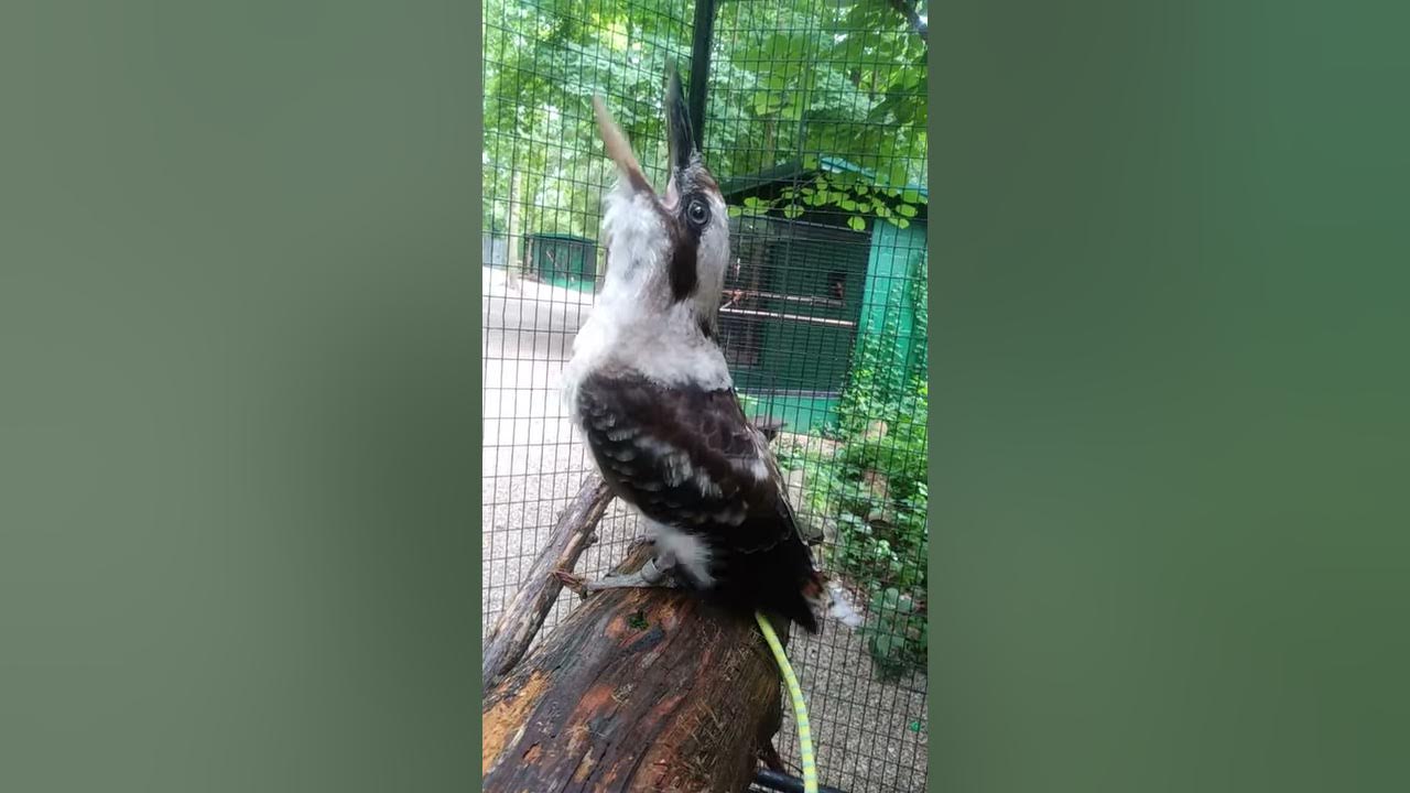 Laughing kookaburra call