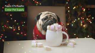 Holiday Treats Holiday Pugs Cedar Pet Supply