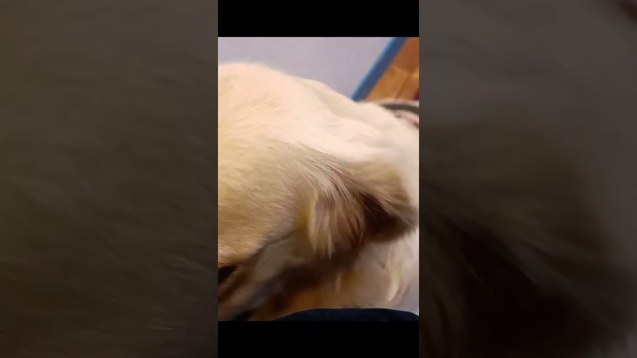 hum #vlog #chien #goldenretriever #labrador #humour #drole #comique #bizarre #goodvibes