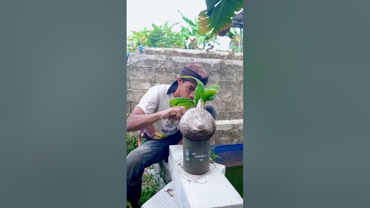 Bonsai kelapa kembar 2, kelapa 2 tunas, kelapa cabang 2 bonsaikelapa 