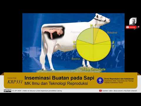 Tutorial Teknik  Dasar Inseminasi  Buatan  pada Sapi YouTube