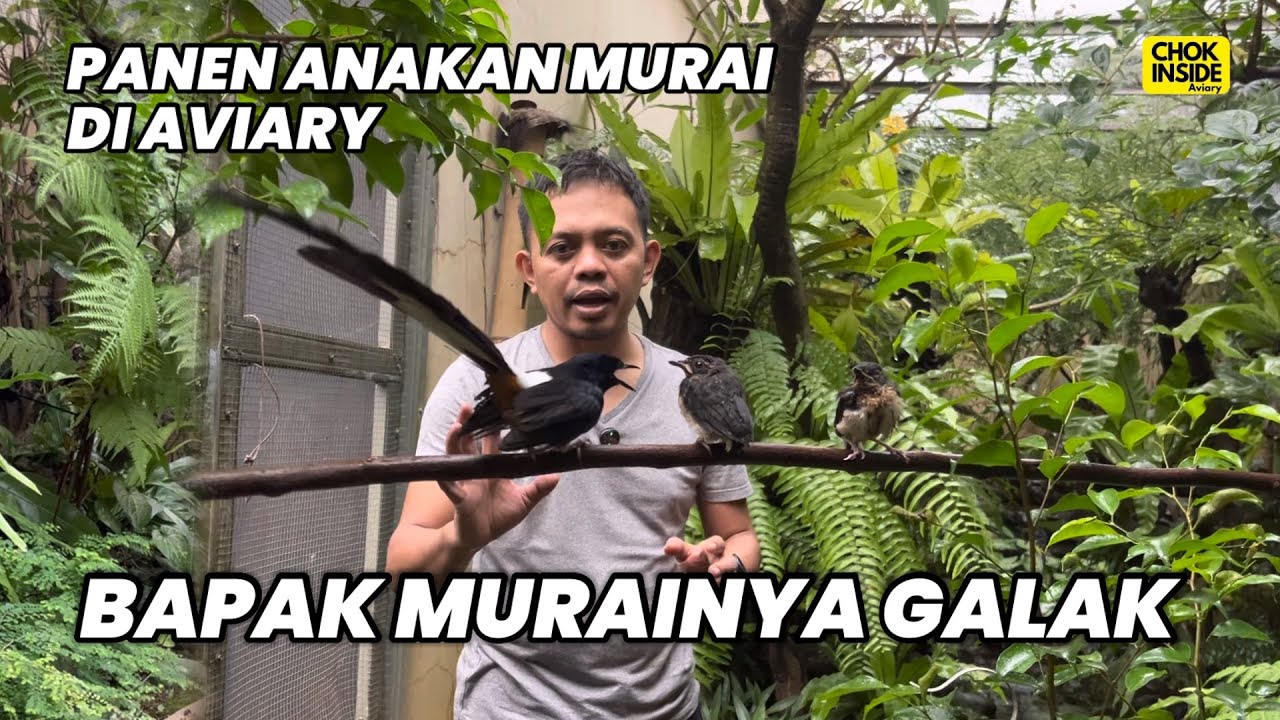 PANEN ANAKAN MURAI BATU DI AVIARY | Episode 83