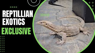 EXCLUSIVE Surprise, Asian Water Monitor Genetics LEVELED UP!!!