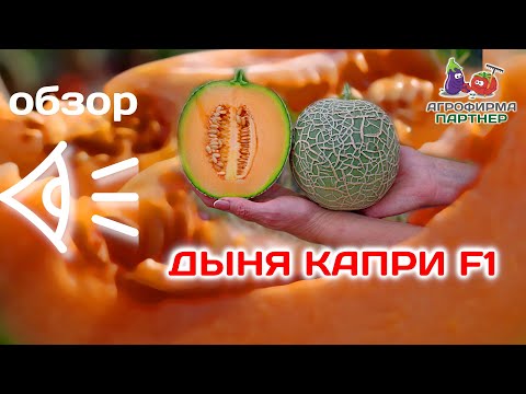 Обзор порционной дыни Капри F1