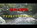 🗻晩秋の静岡・アマゴもイワナもサビていく#秋 #水中カメラ #you渓