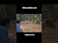 Dog Breeding Secrets | Understanding Dog Mating Behaviour