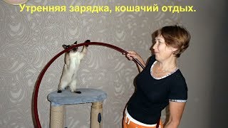 Интересы кота Тимки. Кошачий дневной сон. Заманчивая конфета. Интересы кота Тимки. Кошачий дневной сон. Заманчивая конфета.