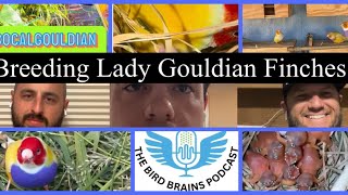 Breeding Lady Gouldian Finches in a Colony The Birdbrains Podcast EP:28