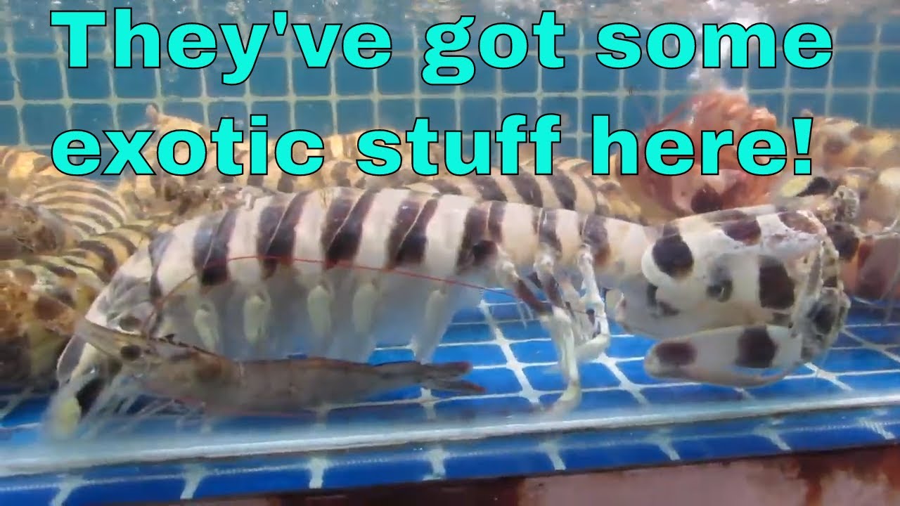 EPIC SEAFOOD WHOLESALE MARKET IN CHONGQING