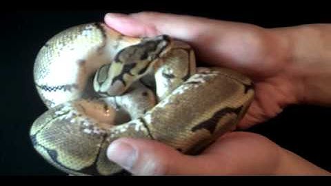 spider ball python