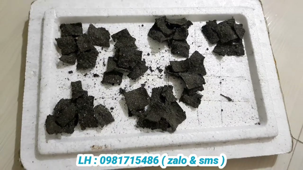 Hướng Dẫn Nuôi BoBo Thái Sinh Khối - Chi Tiết , Áp Dụng Dễ Dàng - Thành Công 100%