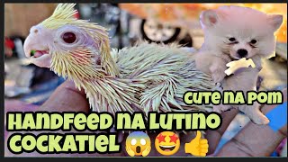 #bocaue petmarket#part 2 mga handfeed na cockatiel 😱🤩ni boss pjhay#cute na Pomeranian ni  jerwin 🤩👍 by jake ajusi 1,877 views 1 month ago 27 minutes