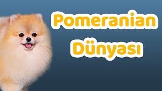 Pomeranian ırkının yüz yapısı, tüy yapısı, renkleri ve dikkat edilmesi gerekenler
