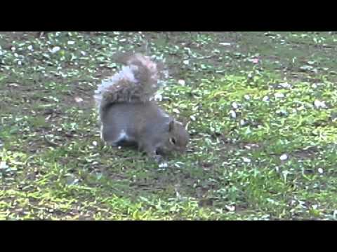 Rabbit V's Squirrel