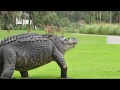 12ft Gator on Fripp Island Golf Course - South Carolina