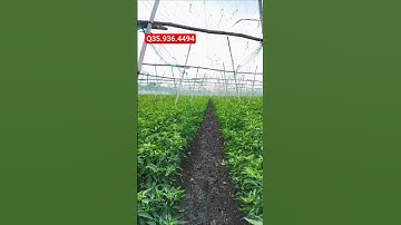 Hướng dẫn kích ra hoa đậu trái dưỡng trái cho cây ớt #nôngnghiệptiềngiang #xuhuongyoutube #cayot #ot