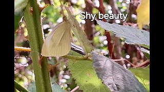 Pretty cabbage white butterfly (Pieris rapae)