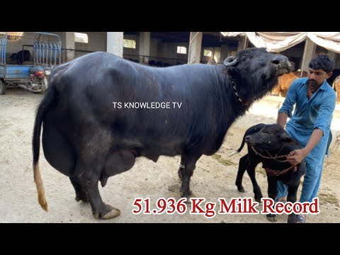 World Champion Great Lapri Buffalo 52 Kg Milk Record