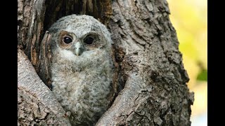 How to find a Tawny owl nest