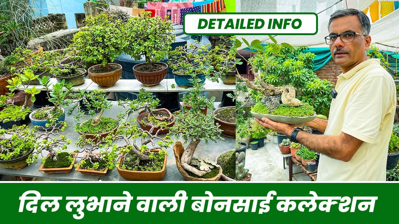 दिल लुभाने वाली बोन्साई कलेक्शन 😍 देखके दंग रह जाओगे 😮