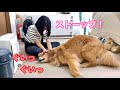 わざとだろってツッコミたくなるほどに、濡れた体で姉のズボンにスリスリする大型犬クッキー【ゴールデンレトリバーとミニチュアダックスフンド】