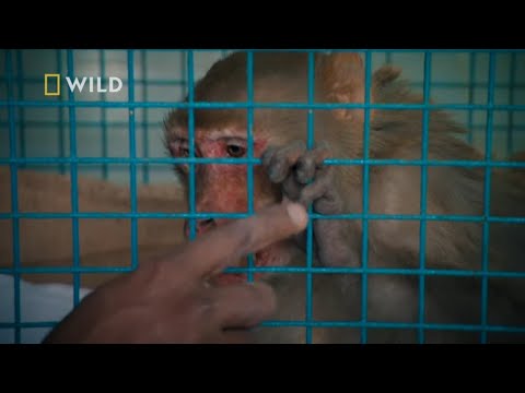 Wideo: Chińscy Naukowcy Przeszczepili Ludzki Gen Makakom, A Małpy Stały Się Mądrzejsze - Alternatywny Widok