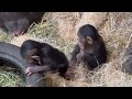 Follow the baby chimpanzees with their mother  part 36