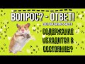 ВОПРОС ОТВЕТ! ОТВЕЧАЮ НА ВАШИ ВОПРОСЫ ИЗ ИНСТАГРАМА! ХОМЯКИ НАДОЕЛИ!?