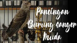 Pancingan burung sanger muda