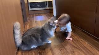 赤ちゃんと良きライバルとなった猫 ノルウェージャンフォレストキャットA baby and a good rival cat