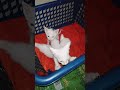 🥺 Tiny Newborn Meows… They’re Trying to Climb Out of the Basket! 🐾 #TinyKittens #BabyCats #Meowing
