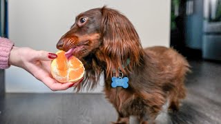 Can dogs eat oranges?