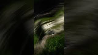 School Zoo Feild trip, 6/7/24!! (TODAY) #fypシ #viral #edit #trend #popular #shorts #zoo #giraffe #2