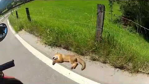 Quem tira os animais mortos da rua?