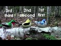 Ordinal Numbers and Bird Story Quiz