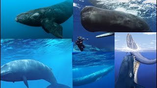 Top 5 biggest ocean animals