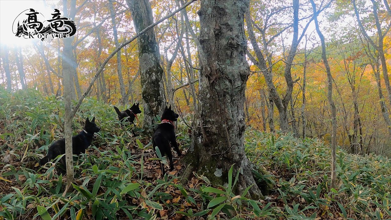 北海道甲斐犬単独猟羆撃ち「五日目」5/9