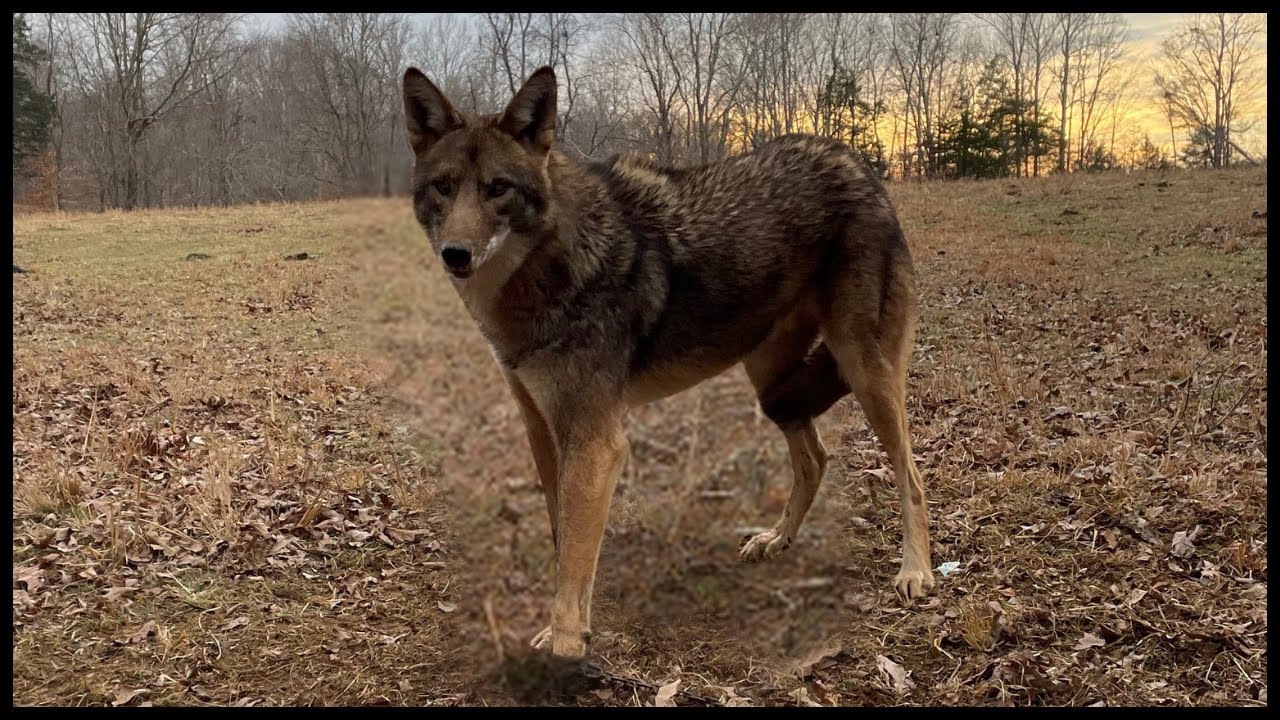 T-Bone Set for Coyotes, (HOW TO) 