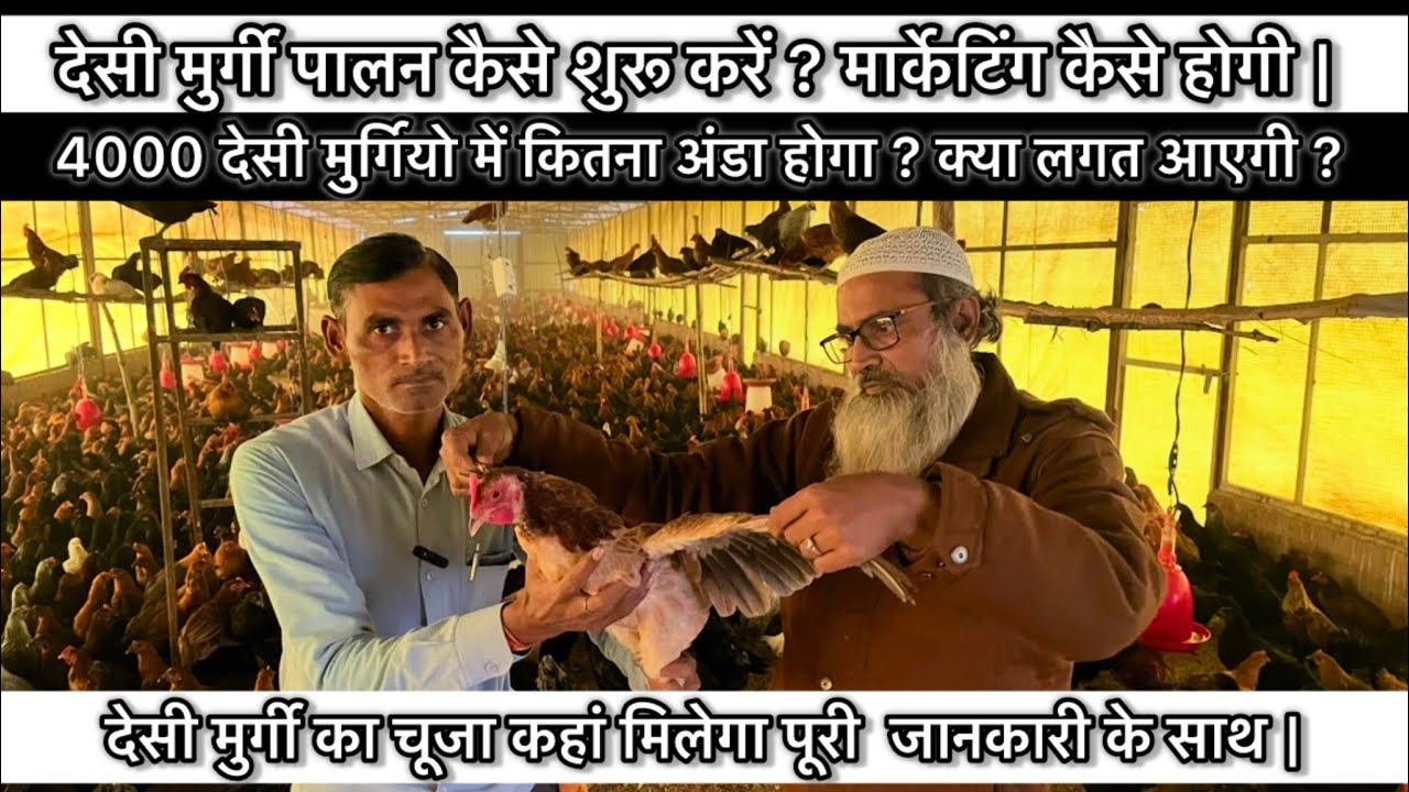 देसी मुर्गी पालन कैसे शुरू करें | देसी मुर्गी का चूजा कहां मिलेगा | How to start Desi poultry farm