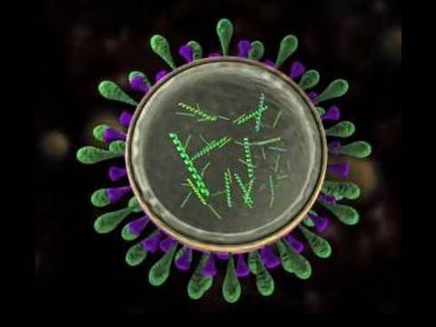 Science in Action: Virus Mutation