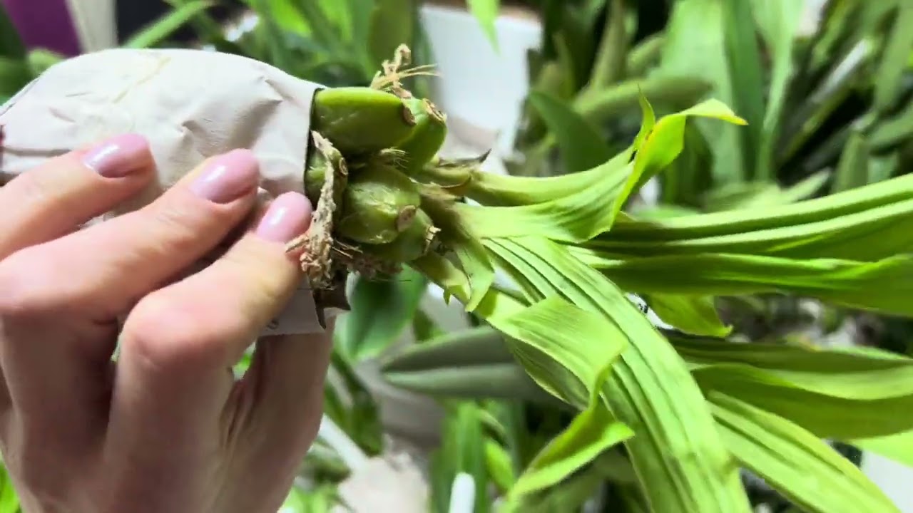 Обзор новой поставки орхидей из Эквадора