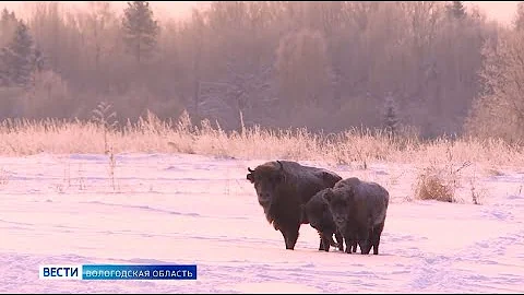 Мониторинг численности зубров провели в Вологодской области
