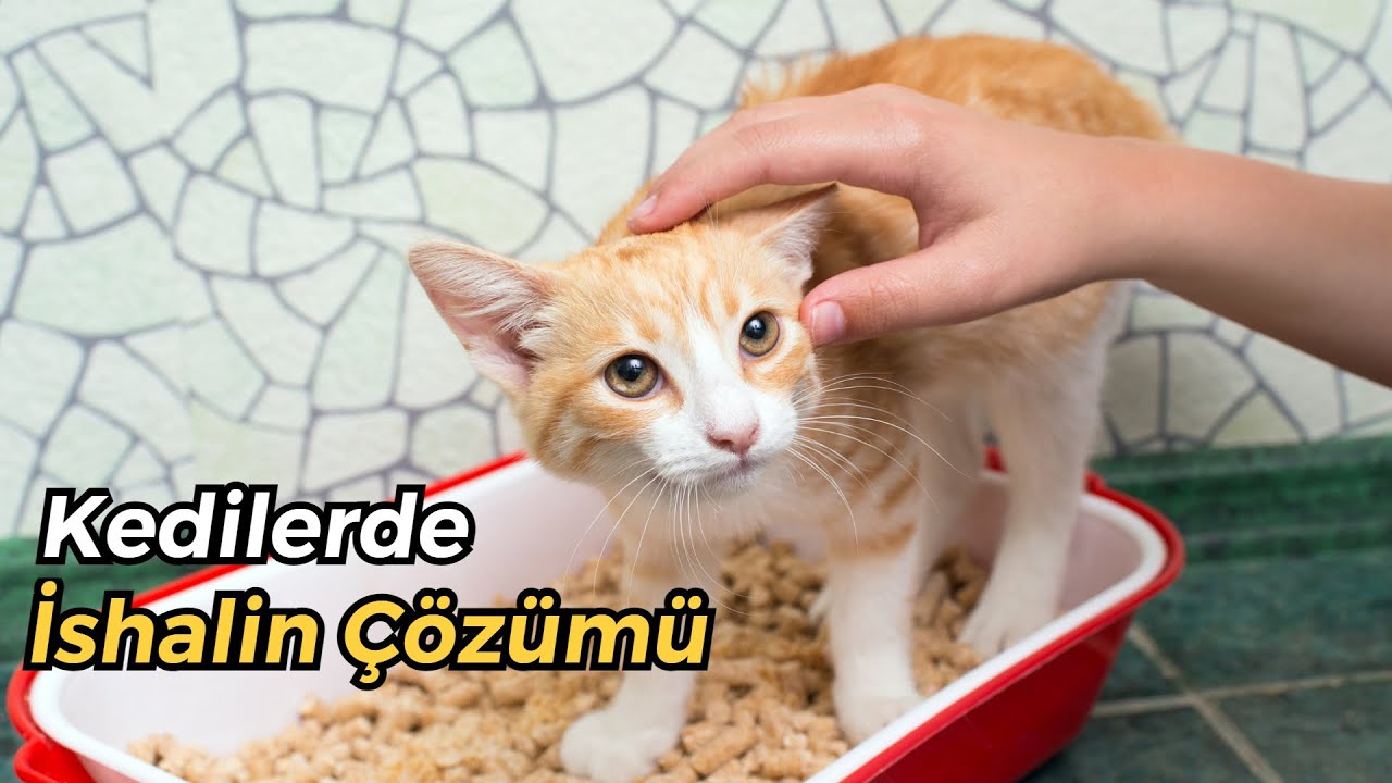 Kedi Ishal Olursa Ne Yapmali Kedilerde Ishal Sebepleri Ve Tedavisi Kedilerde Ishal Youtube