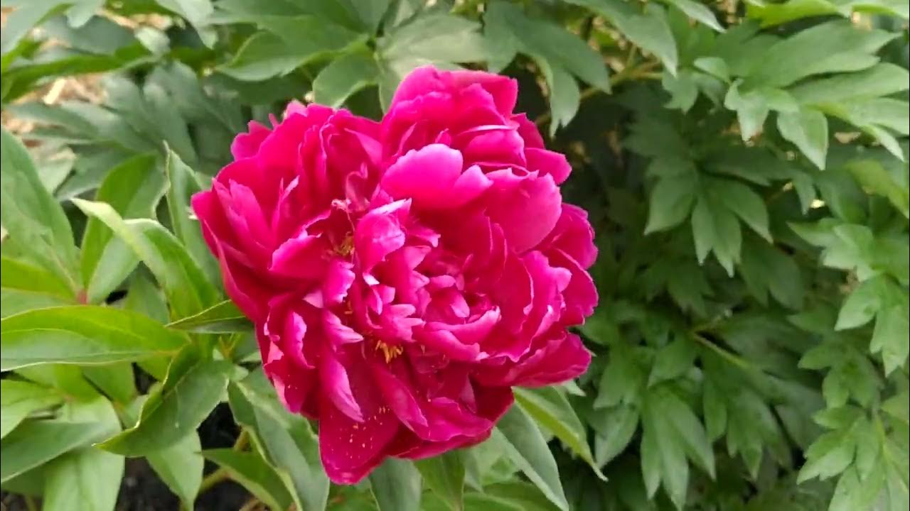 Пион Тайфун. - YouTube