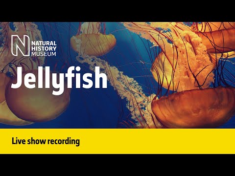 Jellyfish! | Live Talk with NHM Scientist Instructional Video